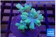 Sinularia short finger greeny 5-8 cm WYSIWYG acclimaté