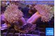 Sarcophyton multi body long white tips polyps 7-12 cm WYSIWYG acclimaté