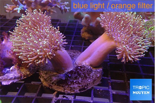 Sarcophyton multi body long white tips polyps 7-12 cm WYSIWYG acclimaté