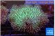 Sarcophyton greeny body 7-12 cm WYSIWYG acclimaté