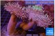 Sarcophyton multi body long white tips polyps 7-12 cm WYSIWYG acclimaté