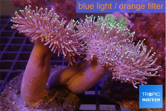 Sarcophyton multi body long white tips polyps 7-12 cm WYSIWYG acclimaté