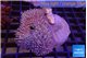 Sarcophyton multi body long white tips polyps 7-12 cm WYSIWYG acclimaté