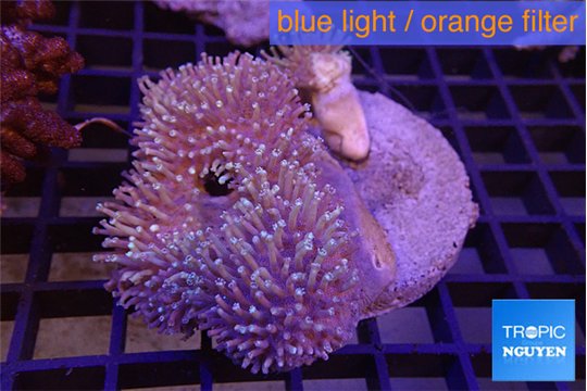 Sarcophyton multi body long white tips polyps 7-12 cm WYSIWYG acclimaté
