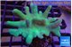 Lobophytum greeny body 7-12 cm WYSIWYG acclimaté