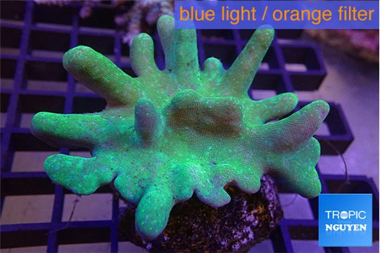Lobophytum greeny body 7-12 cm WYSIWYG acclimaté