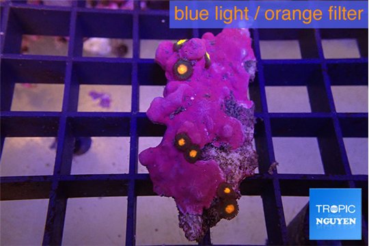 Zoanthus orange 6-7 polyps WYSIWYG acclimaté
