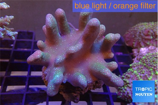 Lobophytum greeny polyps 8-14 cm WYSIWYG acclimaté