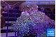 Ricordea purple green 5-6 polyps WYSIWYG acclimaté