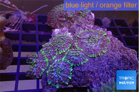 Ricordea purple green 5-6 polyps WYSIWYG acclimaté
