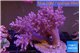 Litophyton arboreum 9-16 cm WYSIWYG acclimaté