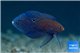 Calloplesiops argus 10-15 cm WYSIWYG acclimaté