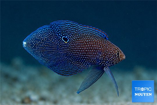 Calloplesiops argus 10-15 cm WYSIWYG acclimaté
