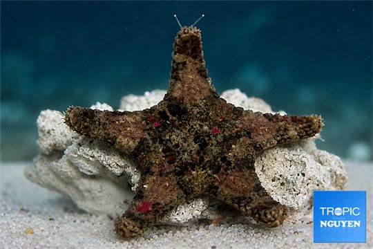 Anthenea aspera 5-6 cm WYSIWYG acclimaté
