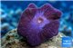 Stichodactyla purple pink 6-9 cm WYSIWYG acclimaté