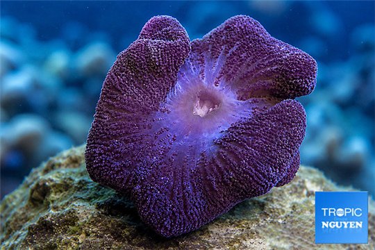 Stichodactyla purple pink 6-9 cm WYSIWYG acclimaté