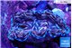Tridacna derasa breeding 5-6 cm WYSIWYG acclimaté