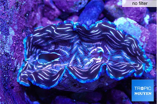 Tridacna derasa breeding 5-6 cm WYSIWYG acclimaté
