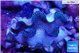 Tridacna maxima blue breeding 5-5,5 cm WYSIWYG acclimaté