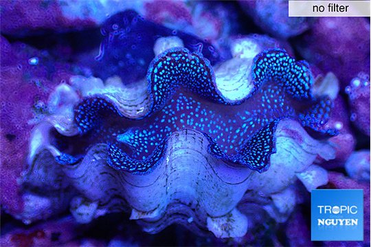 Tridacna maxima blue breeding 5-5,5 cm WYSIWYG acclimaté