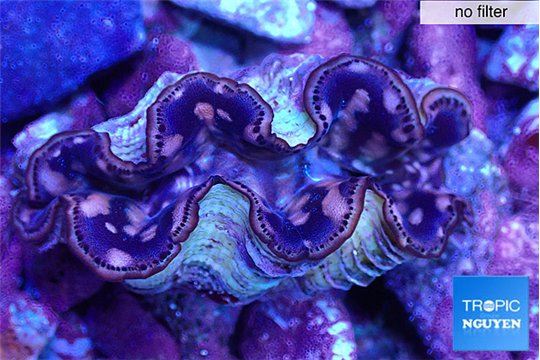 Tridacna maxima gold breeding 5-5,5 cm WYSIWYG acclimaté