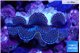 Tridacna maxima blue breeding 5-5,5 cm WYSIWYG acclimaté