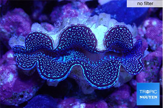 Tridacna maxima blue breeding 5-5,5 cm WYSIWYG acclimaté