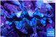 Tridacna squamosa blue premium breeding 5-5,5 cm WYSIWYG acclimaté