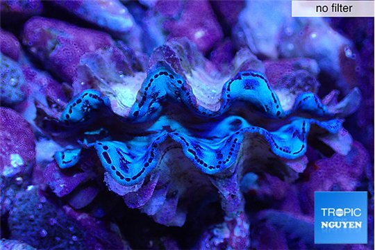 Tridacna squamosa blue premium breeding 5-5,5 cm WYSIWYG acclimaté