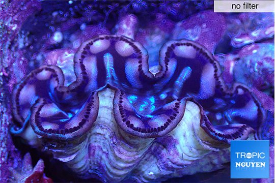 Tridacna maxima gold pink breeding 5-5,5 cm WYSIWYG acclimaté