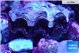 Tridacna maxima gold pink breeding 5-5,5 cm WYSIWYG acclimaté