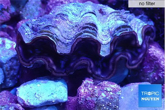 Tridacna maxima gold pink breeding 5-5,5 cm WYSIWYG acclimaté
