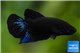 Betta mâle halfmoon plakat super black 3-5 cm WYSIWYG acclimaté