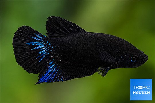 Betta mâle halfmoon plakat super black 3-5 cm WYSIWYG acclimaté