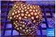 Zoanthus orange 8-12 cm WYSIWYG acclimaté