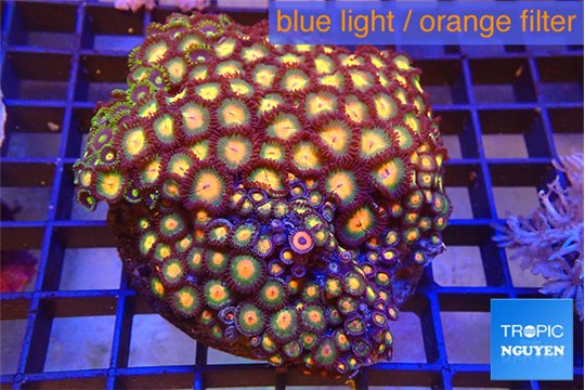 Zoanthus orange 8-12 cm WYSIWYG acclimaté