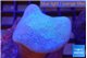 Sarcophyton long polyps 5-8 cm WYSIWYG acclimaté