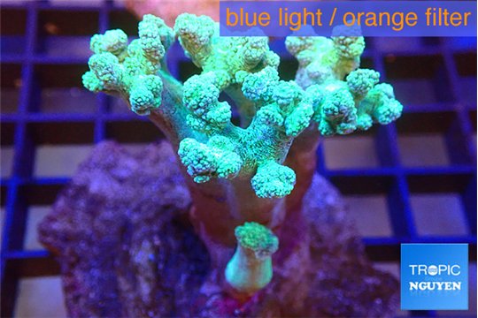 Capnella green 7-11 cm WYSIWYG acclimaté