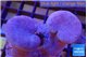 Sarcophyton multi body long white tips polyps 7-12 cm WYSIWYG acclimaté