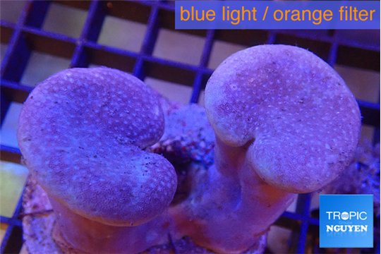 Sarcophyton multi body long white tips polyps 7-12 cm WYSIWYG acclimaté
