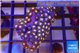 Zoanthus orange purple 3-5 cm WYSIWYG acclimaté