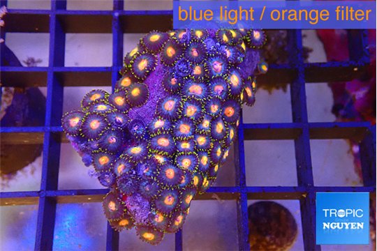 Zoanthus orange purple 3-5 cm WYSIWYG acclimaté