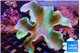 Sarcophyton greeny long polyps 8-14 cm WYSIWYG acclimaté