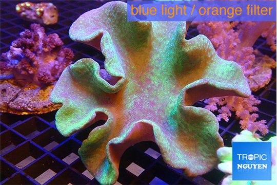 Sarcophyton greeny long polyps 8-14 cm WYSIWYG acclimaté