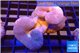 Sarcophyton multi body long white tips polyps 7-12 cm WYSIWYG acclimaté