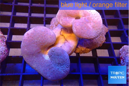 Sarcophyton multi body long white tips polyps 7-12 cm WYSIWYG acclimaté