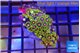 Zoanthus purple green 3-5 cm WYSIWYG acclimaté