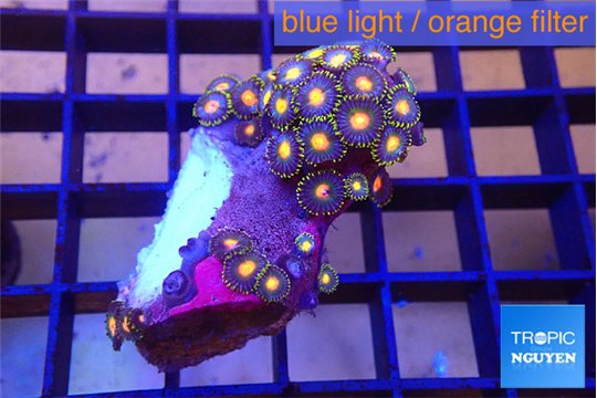 Zoanthus purple orange 3-4 cm WYSIWYG acclimaté