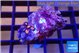 Zoanthus pink diamond 2 cm WYSIWYG acclimaté