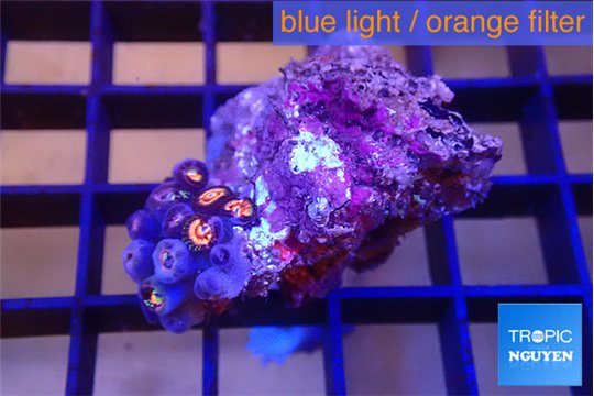 Zoanthus pink diamond 2 cm WYSIWYG acclimaté